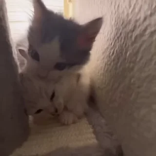 👹