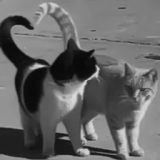 🐈‍⬛️