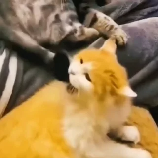 🤬