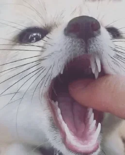 👅