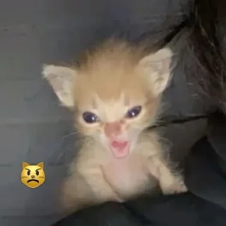 😾