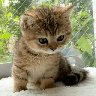 🐈