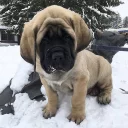 🐶