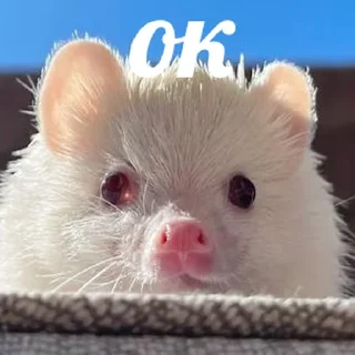 😋