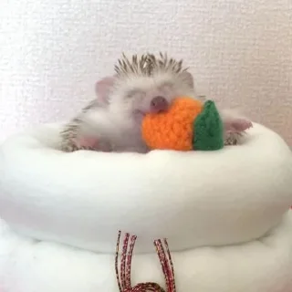 🦔