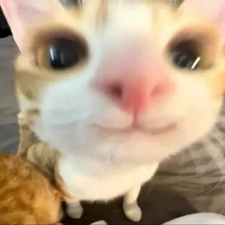 🥹
