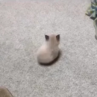 🌟