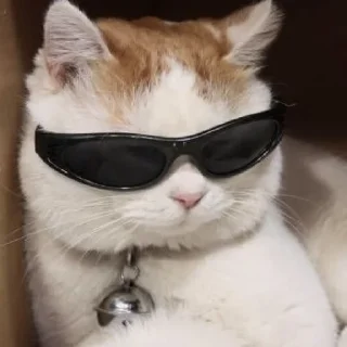 😎