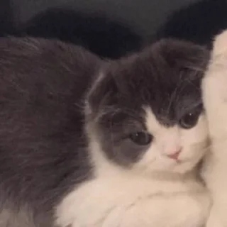 😼