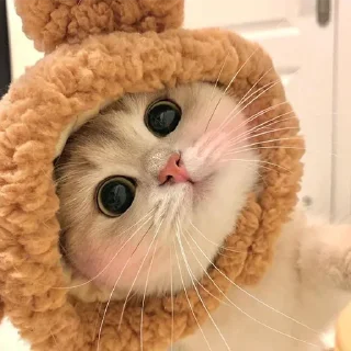 🐈
