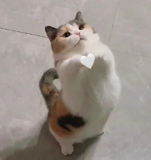 🤍