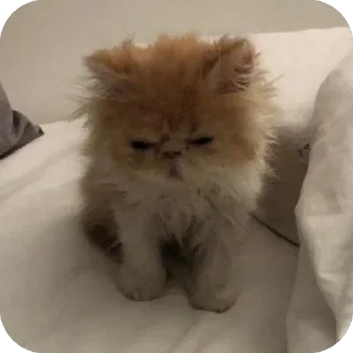 😠
