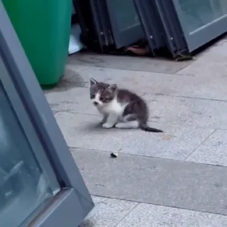 🐈