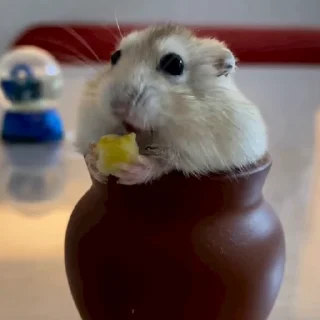 🐭