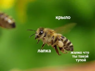 🐝