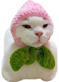 😾