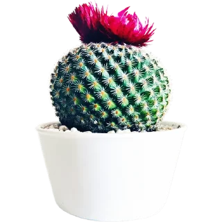 🌵