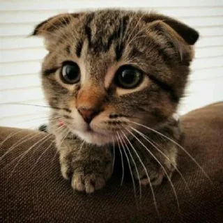 🐈