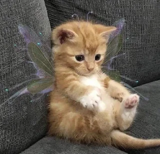 🧚