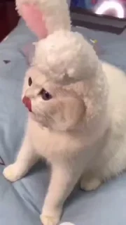😺