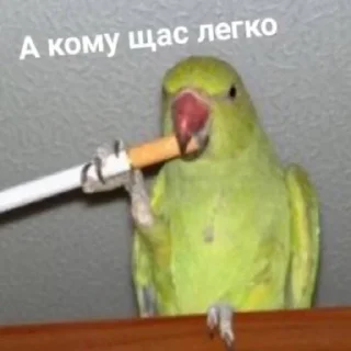 🚬