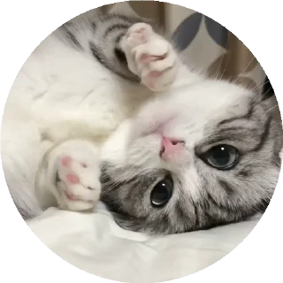 😺