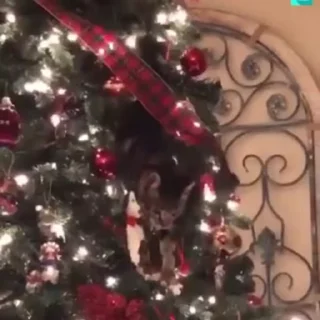 🌟