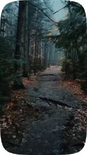 🍁