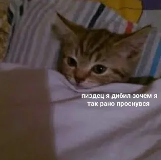 😴