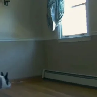 🐩