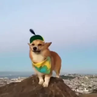 🐶