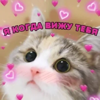 😻