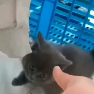 🤩