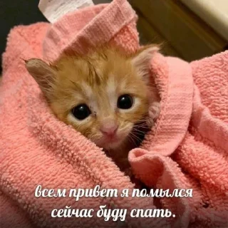 💤