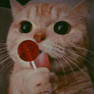 🐈