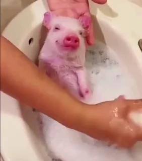 🐷