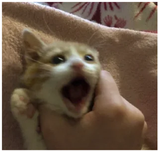 🙀