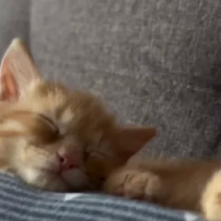 🐈