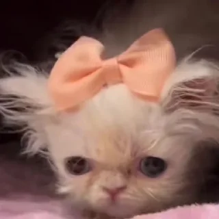 🎀