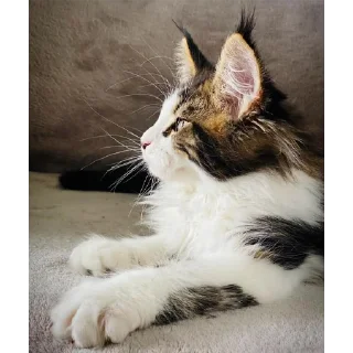 🐱
