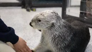 🖐