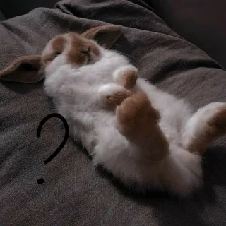🐰