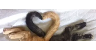 🐱