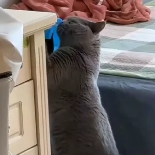 🤩