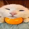 cats @gentoocat