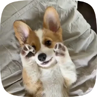 🐶
