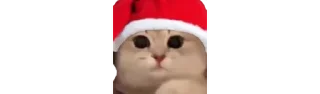 😼