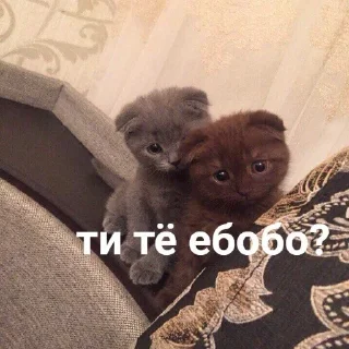 🐈