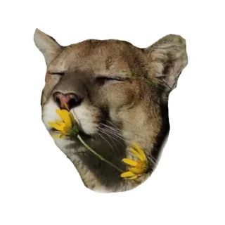 🐱