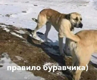 🐕